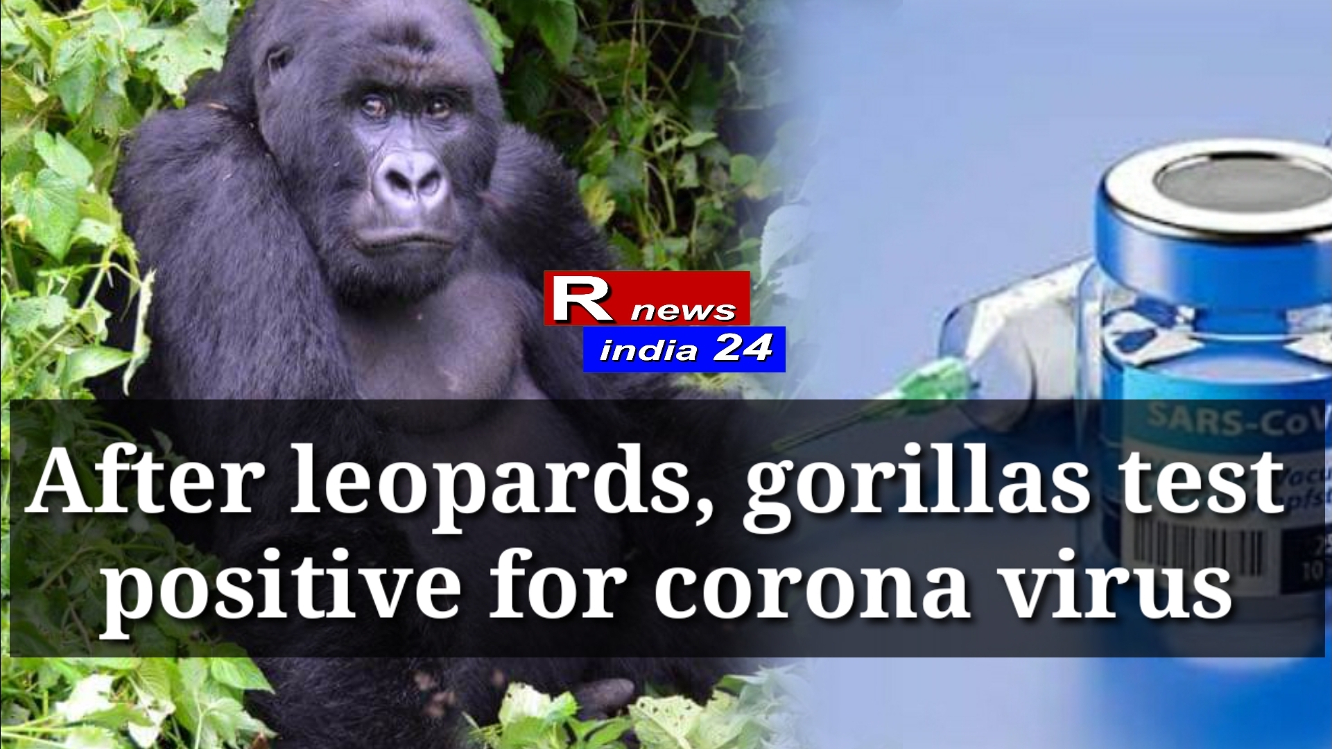 After leopards, gorillas test positive for corona virus
